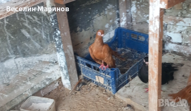 продавам  варненски  жьлти  6уменски2 модела  по6и спортни и стандарти и американци, снимка 2 - Гълъби - 51659125