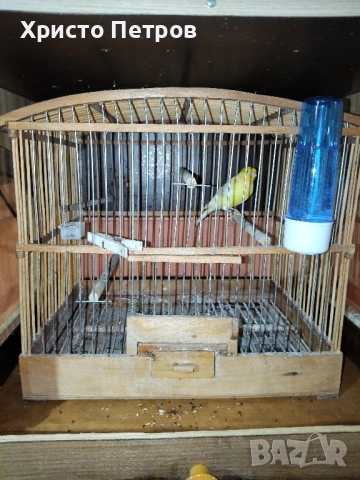 Продавам канари порода Малиноа. , снимка 10 - Канари - 52374514