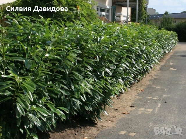 Лавровишня , снимка 8 - Градински цветя и растения - 51752197
