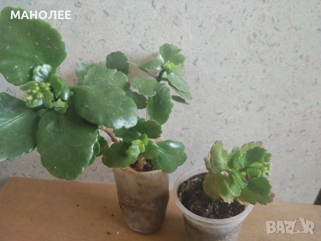 КАЛАНХОЕ, снимка 2 - Стайни растения - 52005882