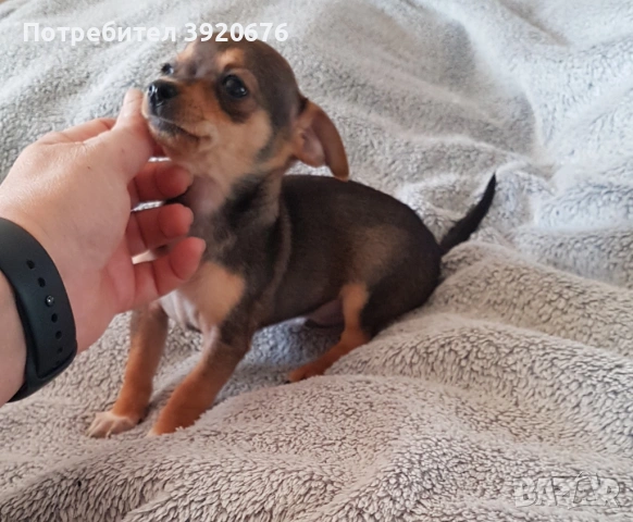 Пинчер - Чихуахуа