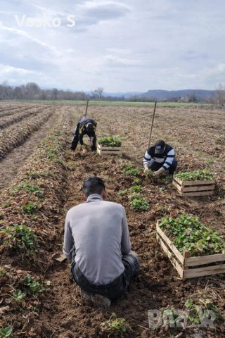 Ягоди, снимка 6 - Градински цветя и растения - 53472392