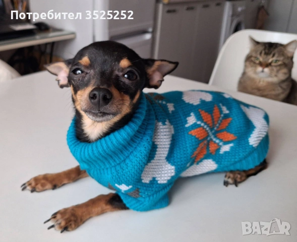 ПРОДАВАМ  МИНИ  ЧИХУ- ПИНЧЕРЧЕ  ЖЕНСКО НА 9 М. !, снимка 2 - Пинчер - 53844417