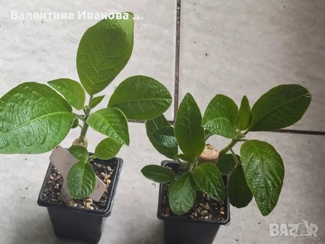 комплект 4бр ангелски тромпет , снимка 11 - Разсади - 52380470