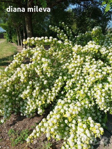 Физокарпус жълт, Physocarpus opulifolius ‘Dart’s Gold’, снимка 5 - Градински цветя и растения - 39879732