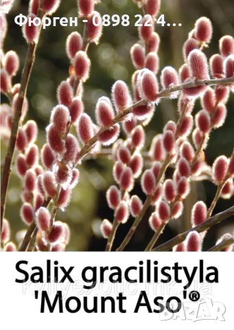 Върба - Salix gracilistyla 'Mount Aso' ( грацилистяла' моунт асо' ), снимка 10 - Градински цветя и растения - 41101221