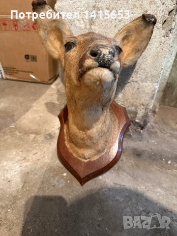 Продавам препариран сръндак, снимка 4 - Декорация за дома - 53608794