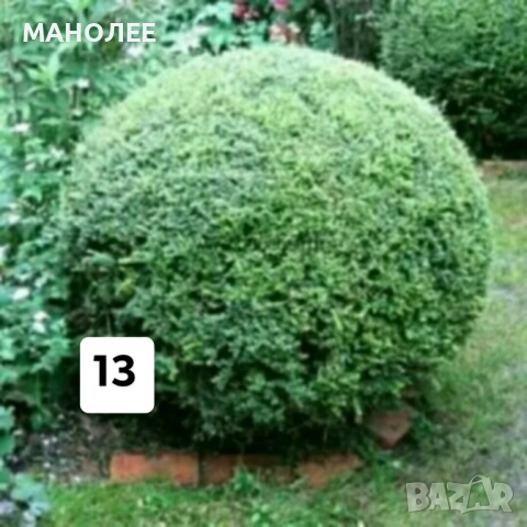 50 РЕЗНИКА В ЕДИН ПАКЕТ /видове по избор/ ЗА 20 ЛВ., снимка 14 - Градински цветя и растения - 51618754