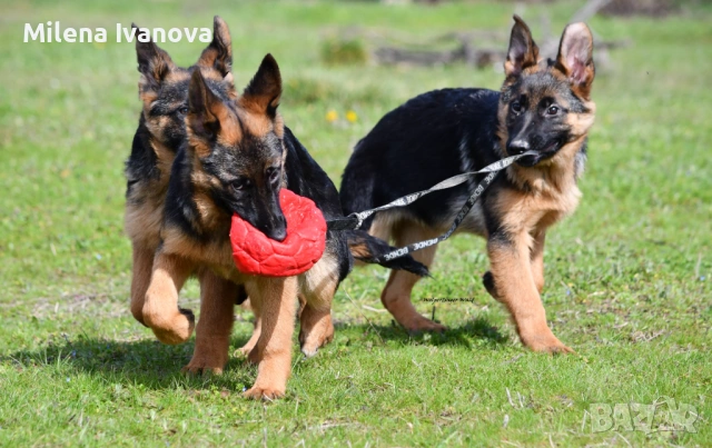 Немски овчарки с родословие , снимка 5 - Немска овчарка - 53336696