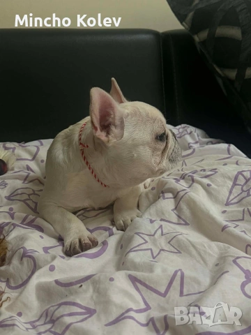 френски булдог Блу тен платинум , снимка 15 - Френски булдог - 53187558