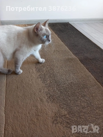 Британска късокосместа Колор пойнт , снимка 6 - Британска късокосместа - 53461143