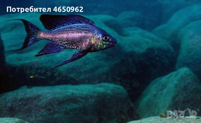 Аквариумни риби, африкански цихлиди от езерото Танганика, снимка 6 - Рибки - 52416463