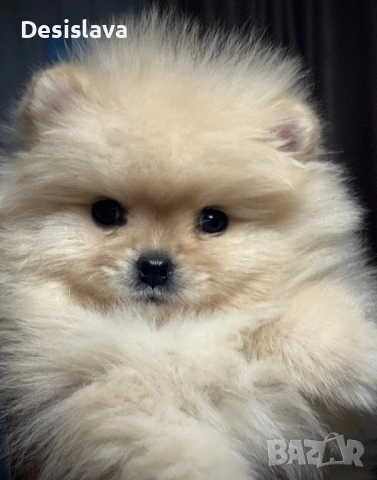 Мини померан, снимка 4 - Померан - 52907660