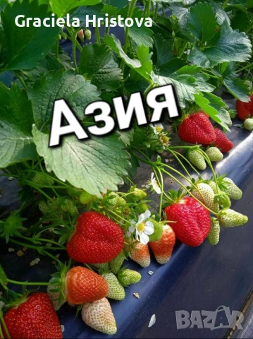 Продавам качествен разсад ягоди , снимка 3 - Сортови семена и луковици - 53517722