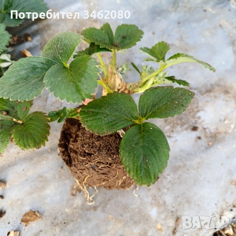 Разсад- Ягоди