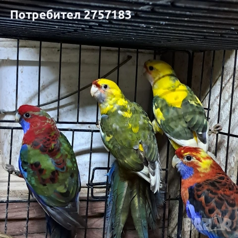 продавам пенатови розела и страка, снимка 4 - Папагали - 53577720