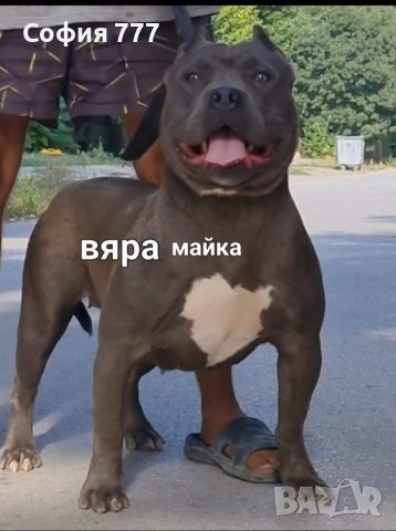 american Bully XL и двете са женски, снимка 4 - Бултериер - 42202198