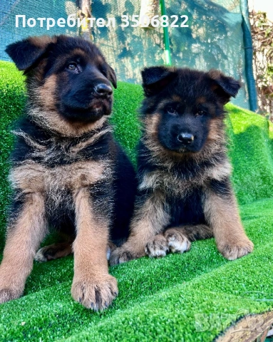 Немски овчарки, снимка 5 - Немска овчарка - 51082246