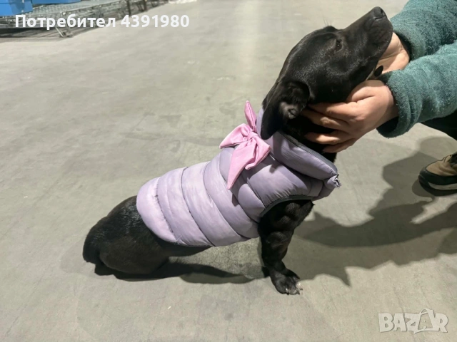 Женски питбул на 5 месеца , снимка 2 - Питбул - 53700323