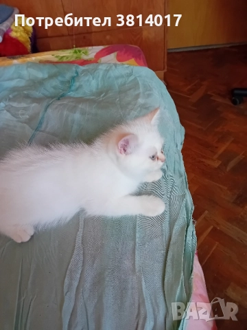 порода коте абесин на три месеца , снимка 8 - Персийска - 51734746