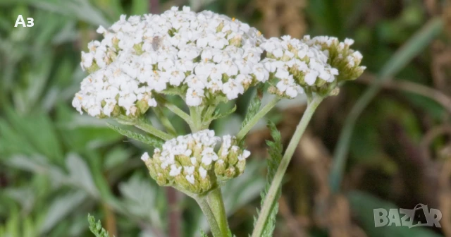 Продавам Бял равнец – изсушен, снимка 5 - Други - 50917484