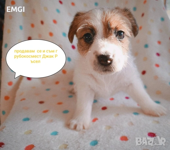 ДЖАК РЪСЕЛ ТЕРИЕР ТВЪРДОКОСМЕСТ РОДОСЛОВНИ РОДИТЕЛИ , снимка 3 - Джак ръсел териер - 53238113