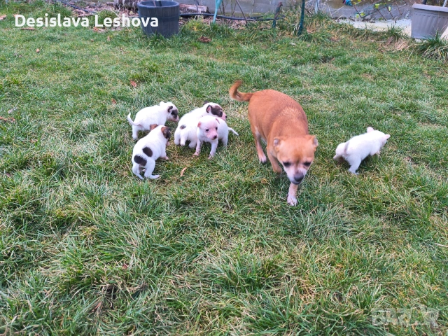 Тези малки сладури си търсят дом :), снимка 7 - Чихуахуа - 53519919