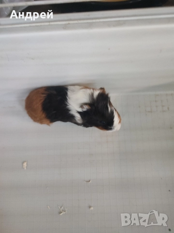 Морски свинчета , снимка 2 - Морски свинчета - 50506731