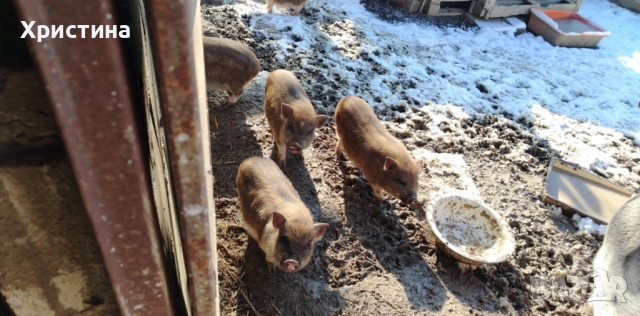 Виетнамски прасета, снимка 8 - Прасета - 52469489