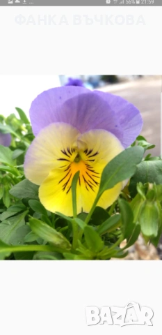 РАЗСАД ТЕМЕНУЖКИ, снимка 10 - Градински цветя и растения - 53864705