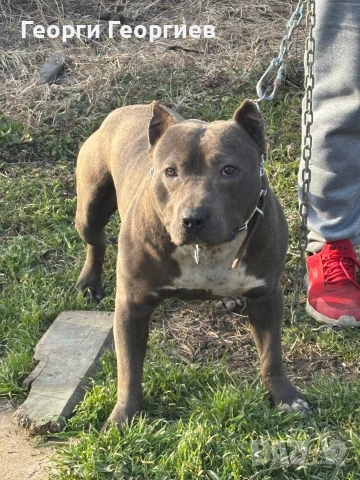 Чистокръвен Питбул Blue nose за разплод, снимка 4 - Питбул - 53698317