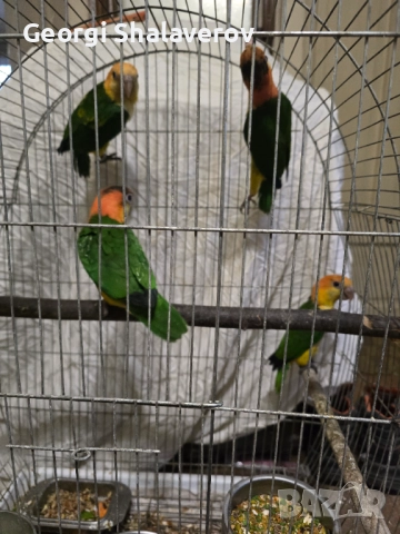 Продавам кайки, снимка 3 - Папагали - 52124637