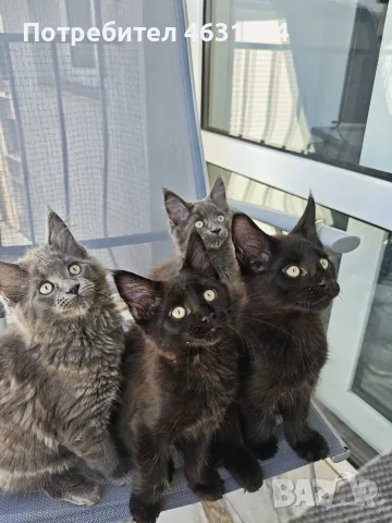 Котенца Мейн-Кун 