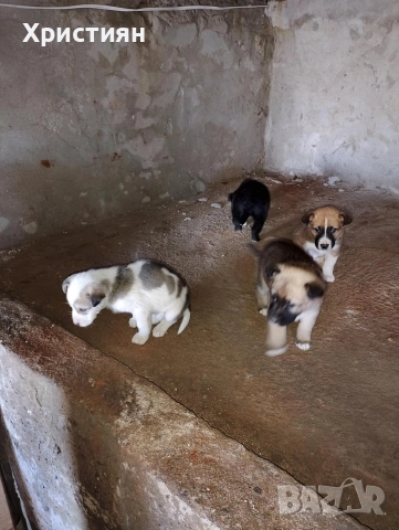 подарявам кученца 1 женско 3 момчета, снимка 2 - Други - 52949301
