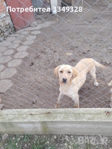 кучета за трюфели, снимка 6 - Други - 42407447