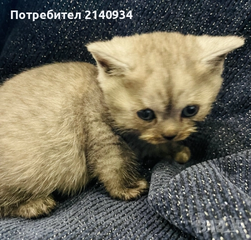 Британско късокосместо котенце , снимка 2 - Британска късокосместа - 52920341