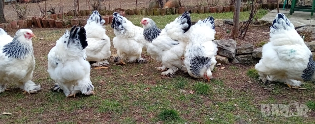 Яйца от колумбийска брама, снимка 10 - други­ - 53701995