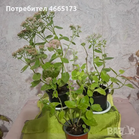 Лечебна Дебела Мара комплект , снимка 2 - Градински цветя и растения - 54580584
