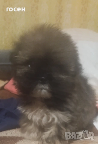 Куче, снимка 6 - Други - 53209848