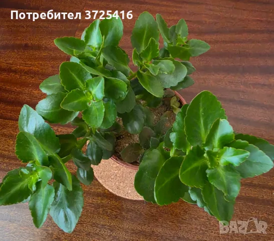 Каланхое, красиво и лесно отглеждащо се растение, снимка 3 - Стайни растения - 56229312