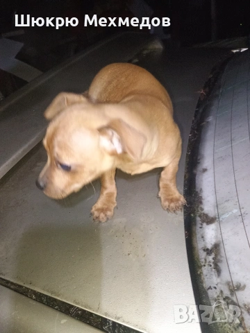 Мъжко пинчер с ваксини и паспорт, снимка 5 - Пинчер - 52649997