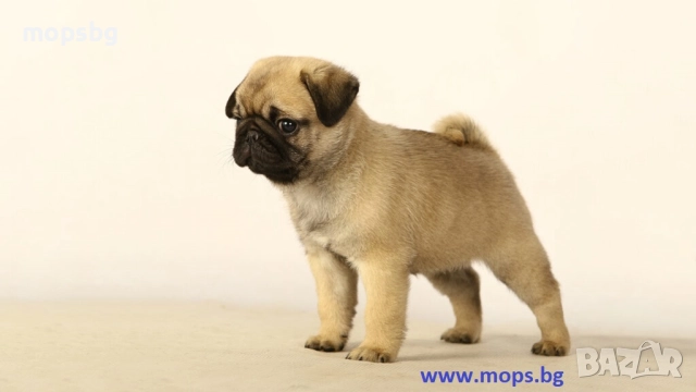 Истински бебета Мопс чистокръвни с родословие, снимка 5 - Мопс - 789749