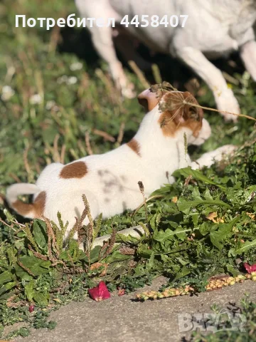 🐶 Продава се чистокръвен Джак Ръсел ❤️, снимка 7 - Джак ръсел териер - 56226393
