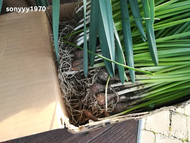 ГРЪМ ОТ НАРЦИСИ 25БР С ЛУКОВИЦИ 1504250637, снимка 14 - Градински цветя и растения - 49899615