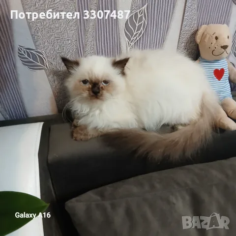 Коте порода Регдол