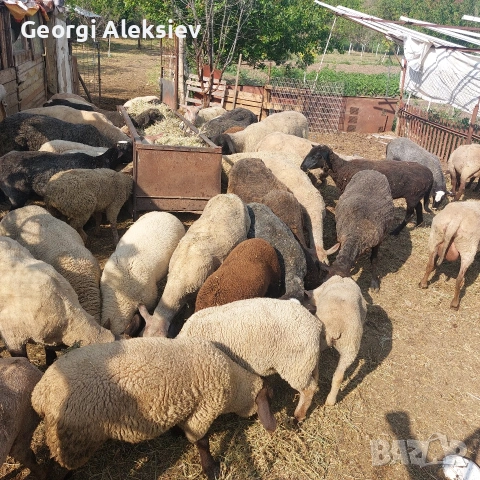 Агнета от месодайни породи и кръстоски със местни овце. , снимка 12 - Овце - 53487804