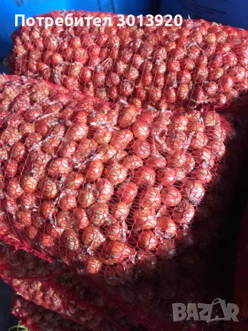 Арпаджик, Арпаджикова Балучка и Черно Семе– сорт “Лясковски“