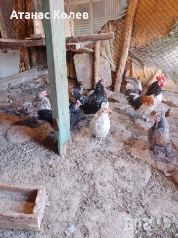  декоративни кокошки 8 евро и петли, снимка 7 - Кокошки и пуйки - 53657317