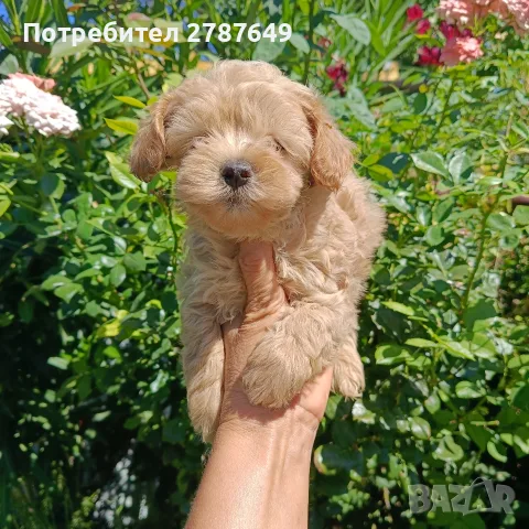 Малтипу момичета и момчета, снимка 5 - Пудели - 56005581
