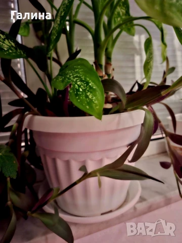 Дифенбахия + Пурпорно сърце, снимка 12 - Стайни растения - 51187234